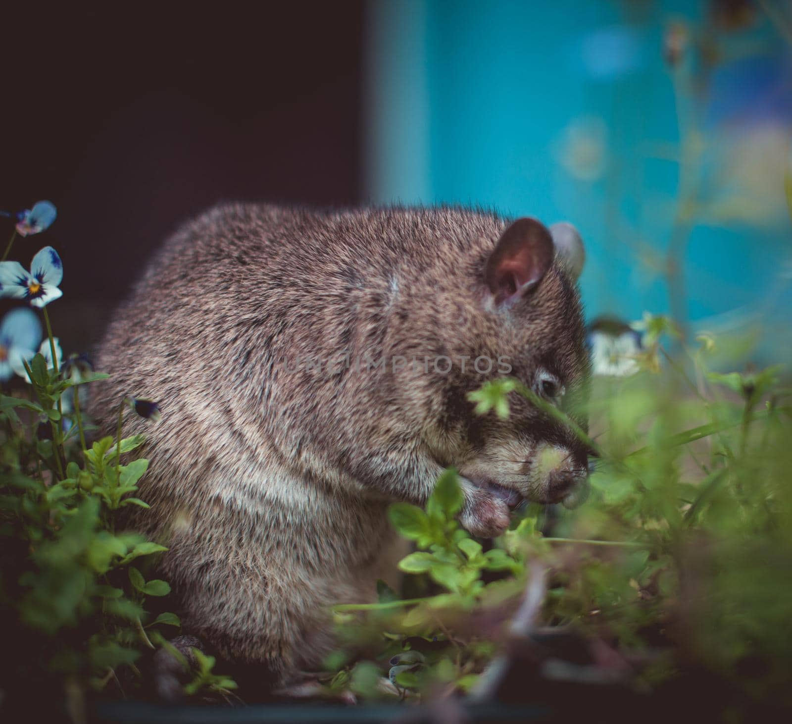 Giant african pouched rat in a garden with pansies by RosaJay