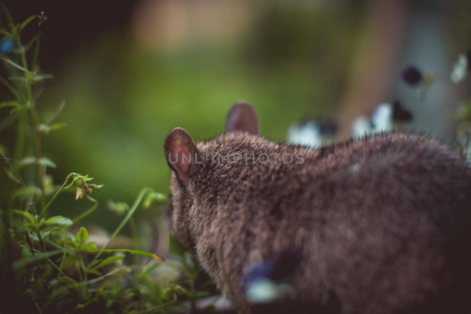 Giant african pouched rat in a garden with pansies by RosaJay