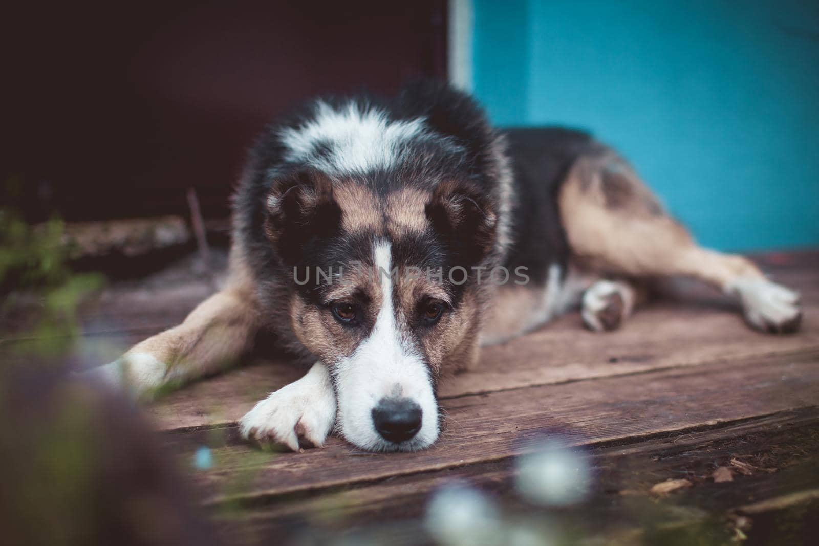 Sad Mixed breed dog laying on the porch