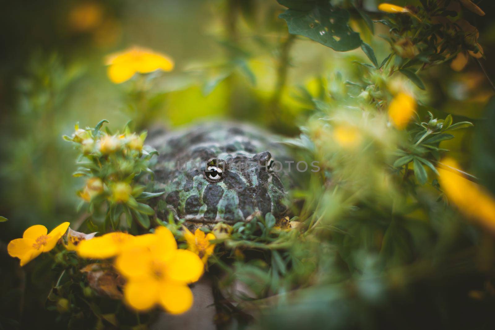 The Argentine horned frog, Ceratophrys ornata, with a flower bush