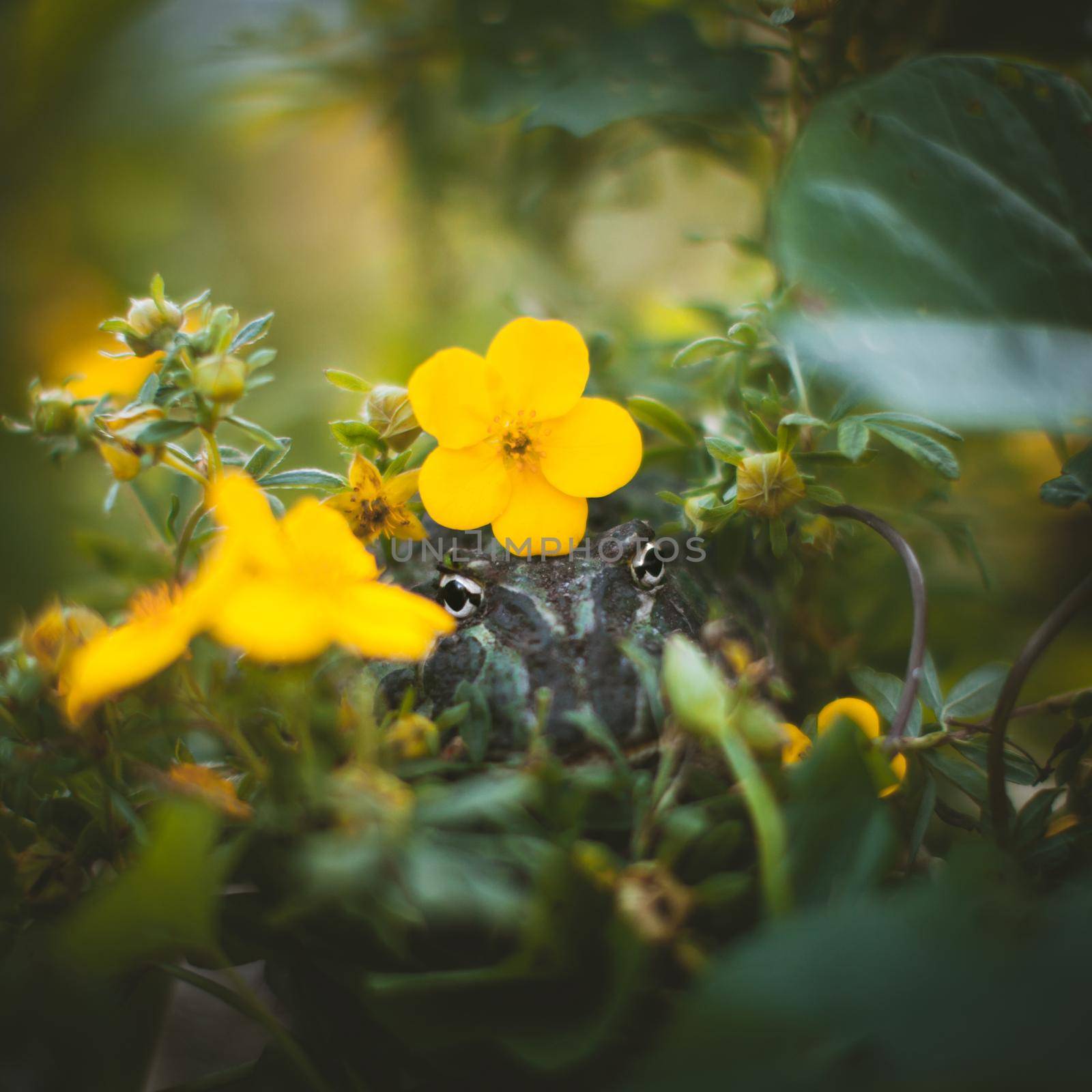 The Argentine horned frog with a flower bush by RosaJay