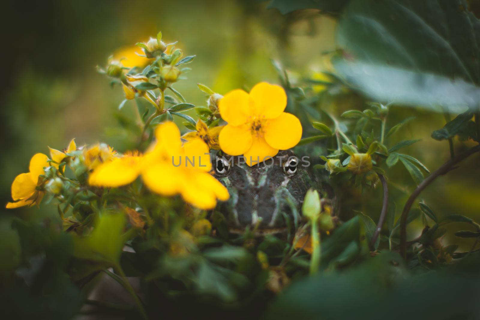 The Argentine horned frog, Ceratophrys ornata, with a flower bush