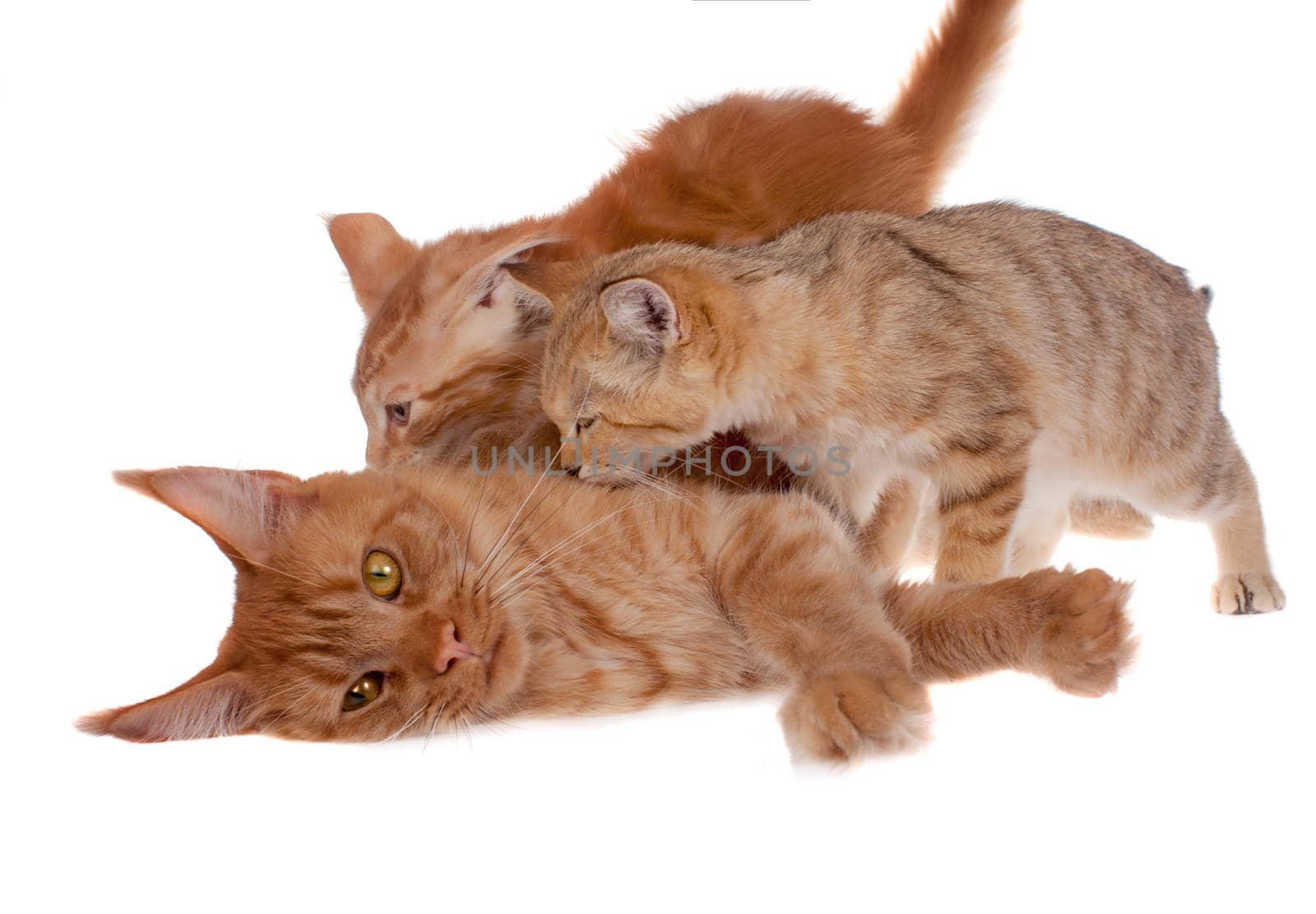 Red Maine Coon cat and Sand dune cat isolated on white background