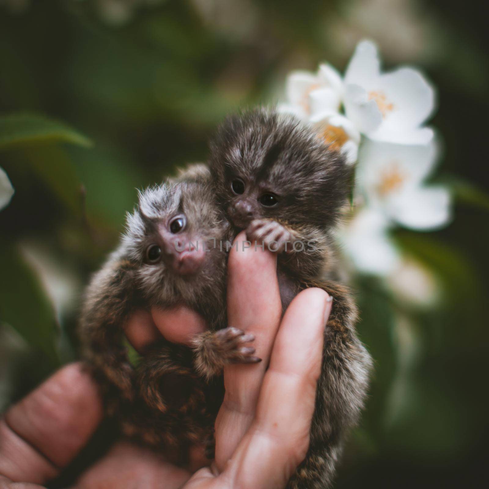 The common marmoset's babies on hand with philadelphus flower bush by RosaJay