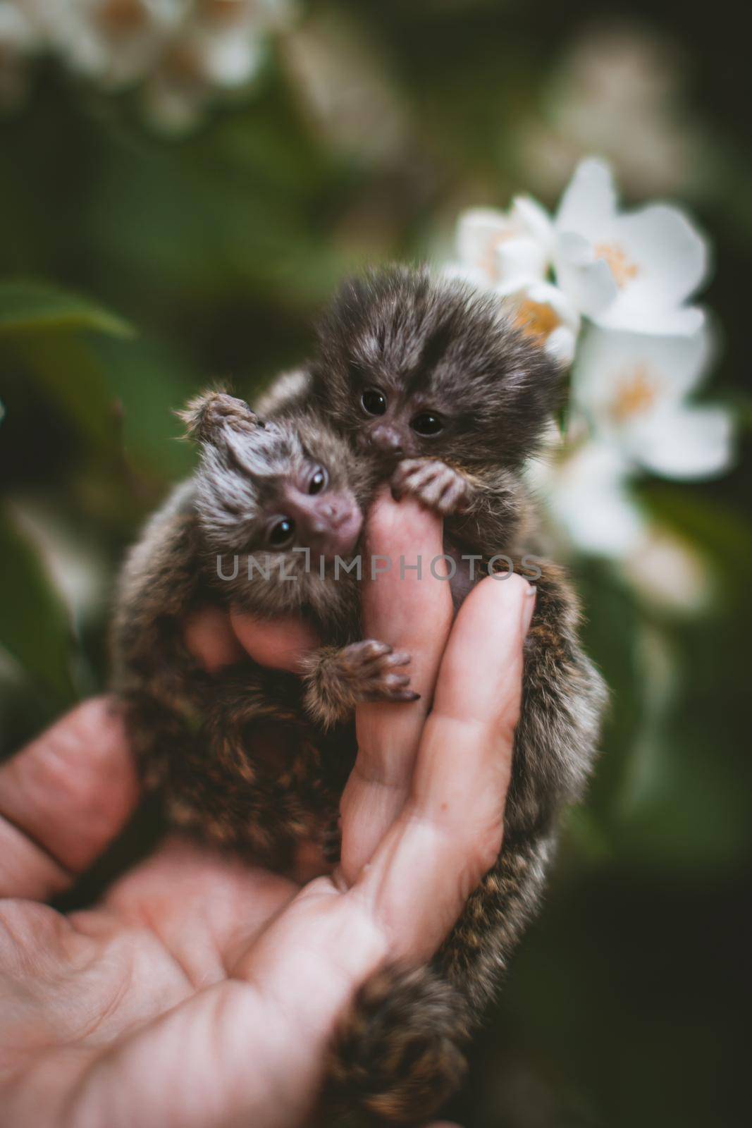 The common marmoset's babies on hand with philadelphus flower bush by RosaJay