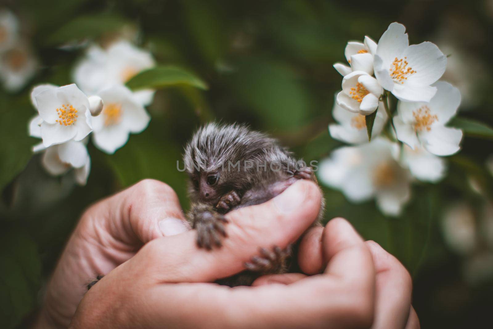 The common marmoset's babies on hand with philadelphus flower bush by RosaJay