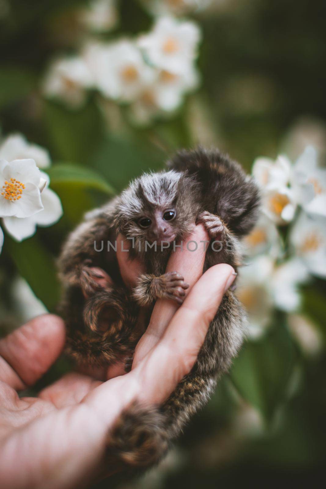 The common marmoset's babies on hand with philadelphus flower bush by RosaJay