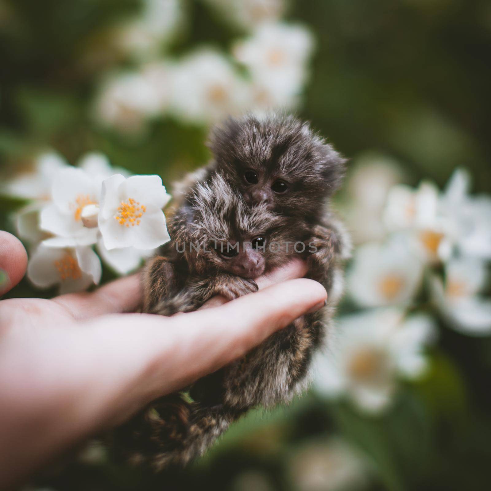 The common marmoset's babies on hand with philadelphus flower bush by RosaJay