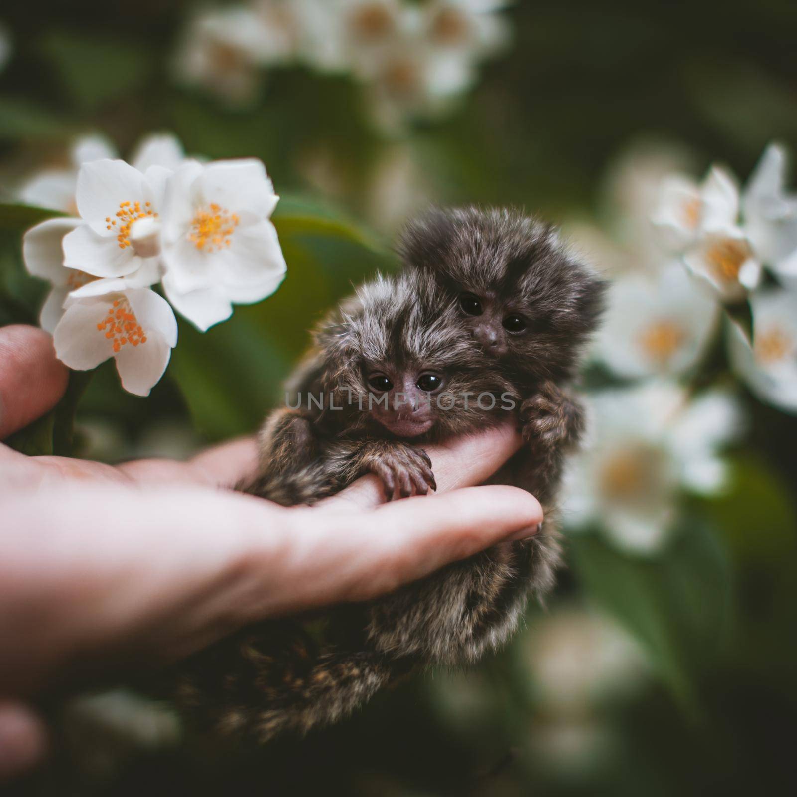 The common marmoset's babies on hand with philadelphus flower bush by RosaJay