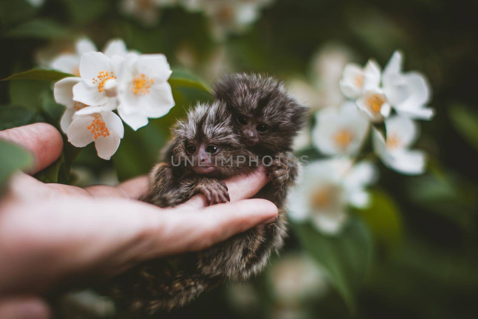 The common marmoset's babies on hand with philadelphus flower bush by RosaJay
