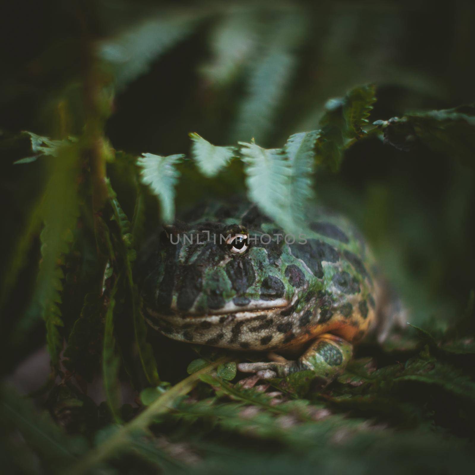 The Argentine horned frog, Ceratophrys ornata, under the fern