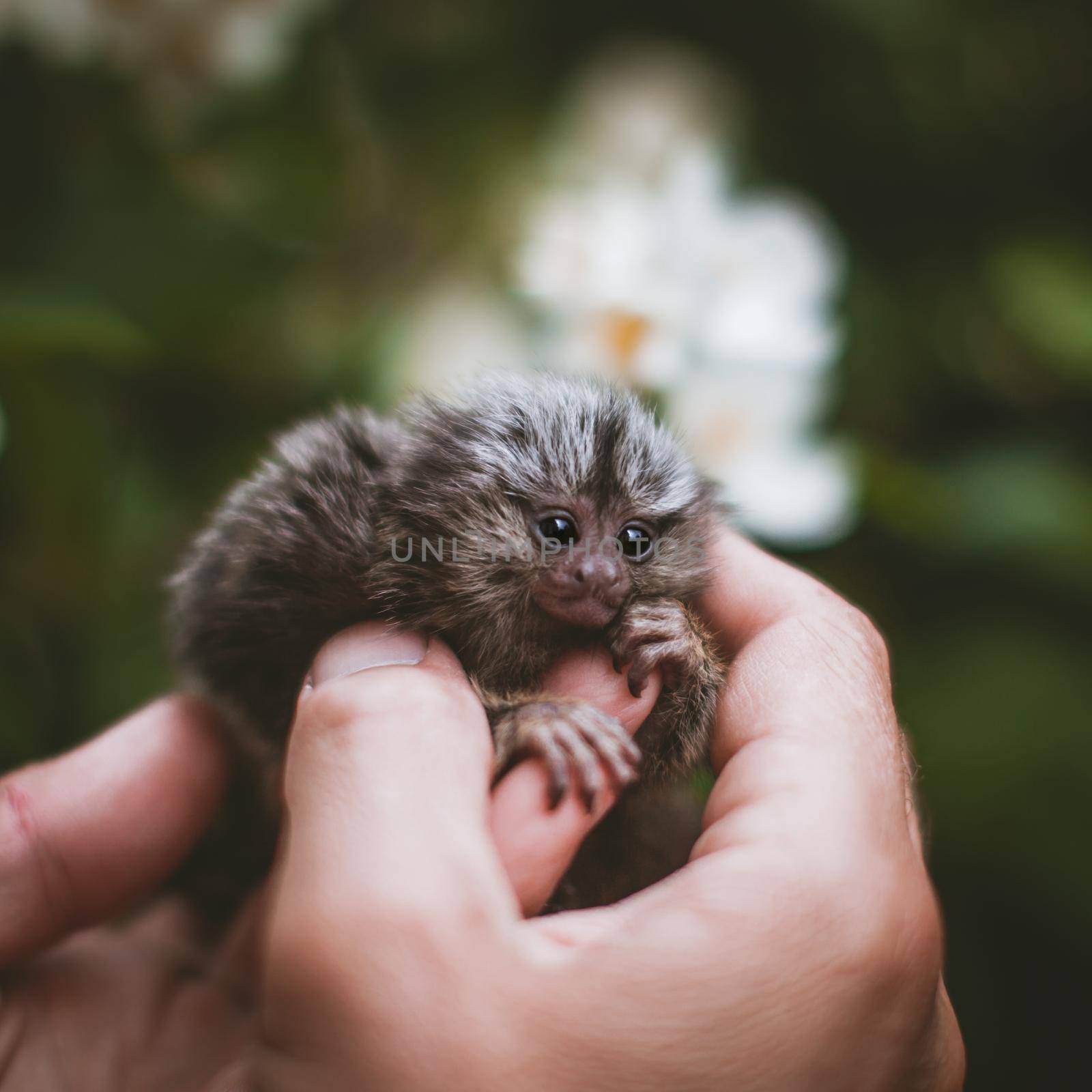 The common marmoset's babies on hand with philadelphus flower bush by RosaJay