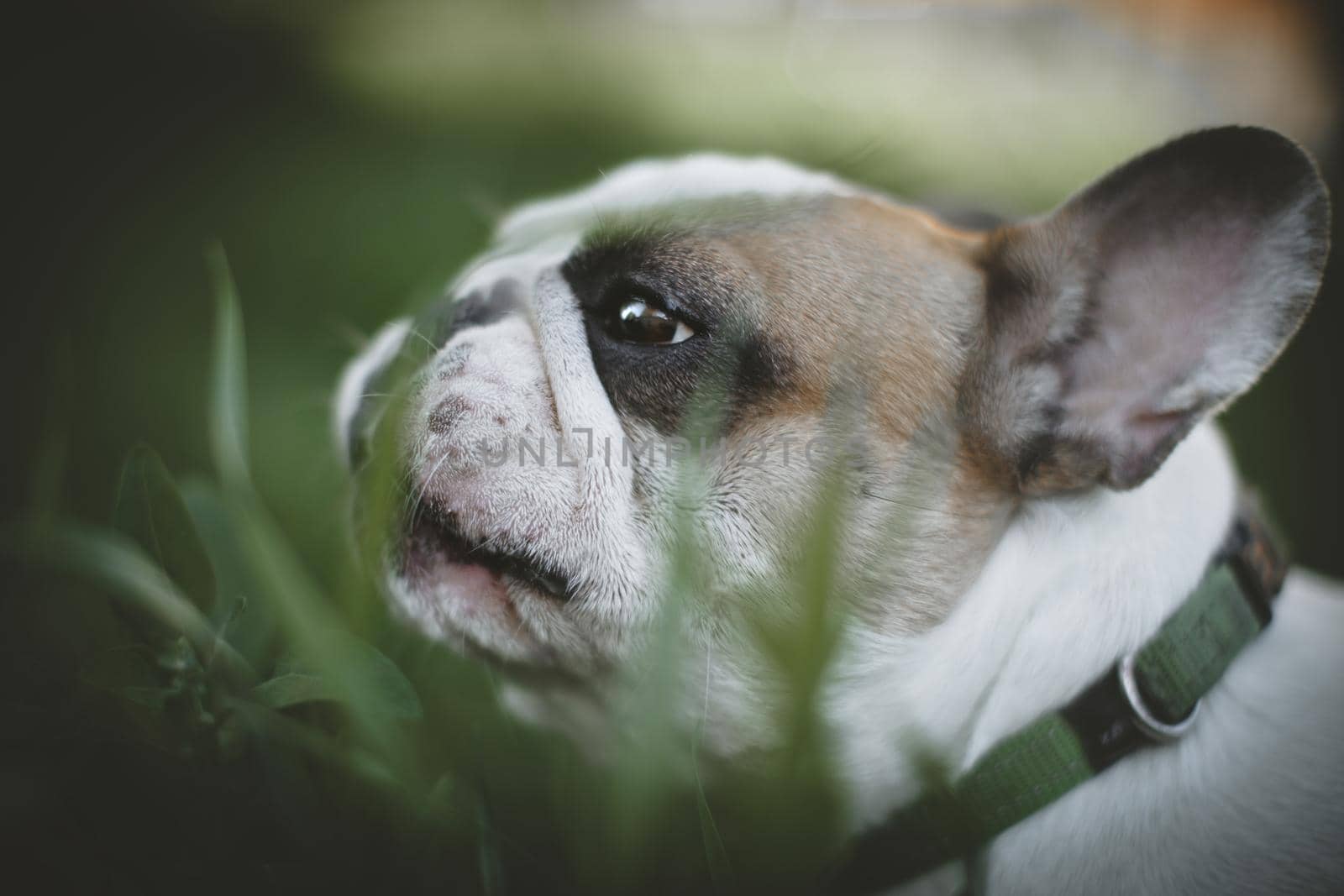 Amazing white French bulldog with spots in a meadow on a sunny summer clear day