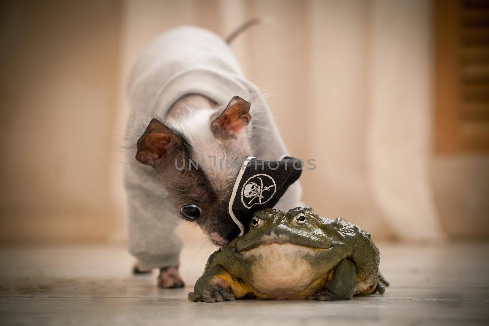 Peruvian hairless and chihuahua mix dog with african bullfrog in a pirate hat by RosaJay