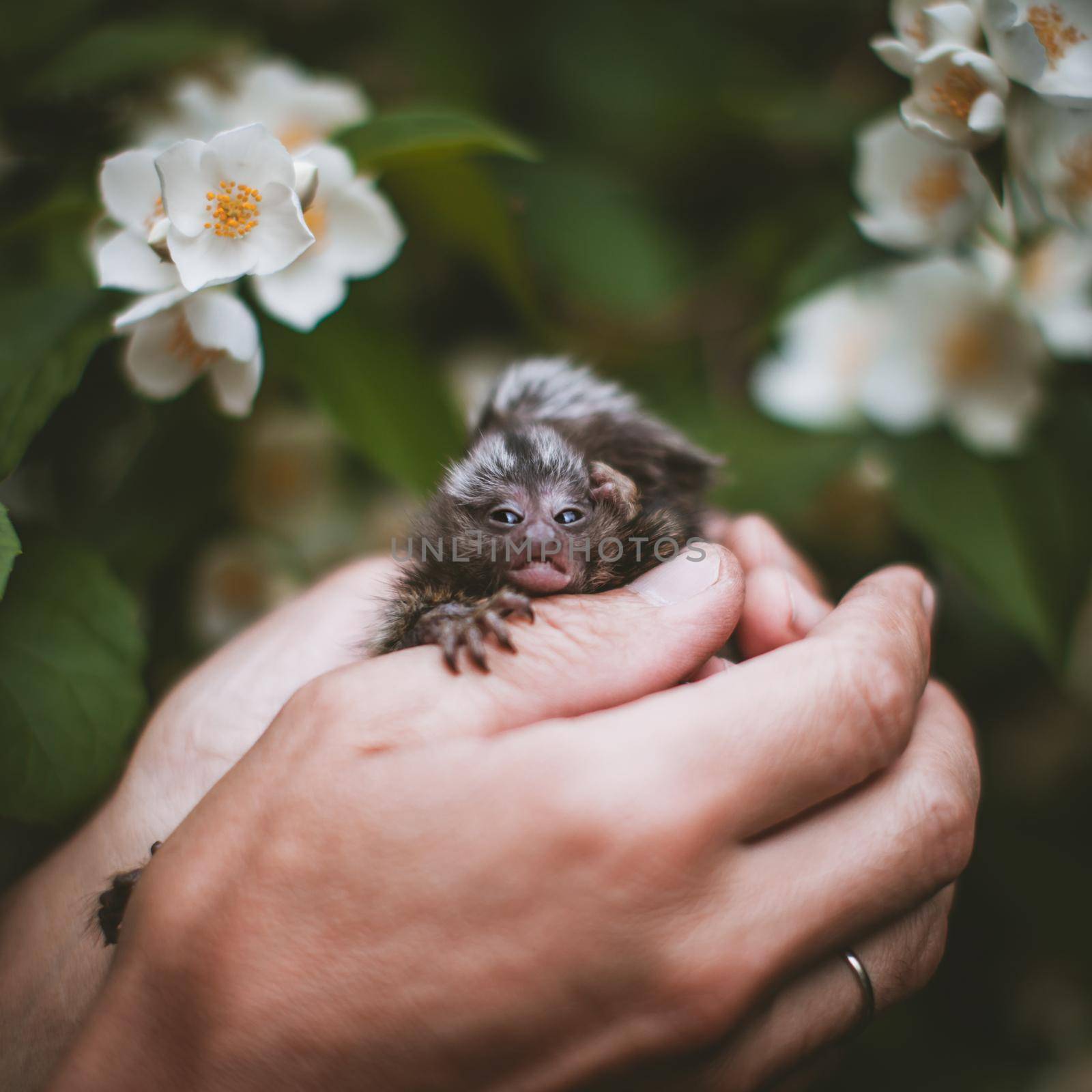 The new born common marmosets, Callithrix jacchus, on hand with philadelphus flower bush