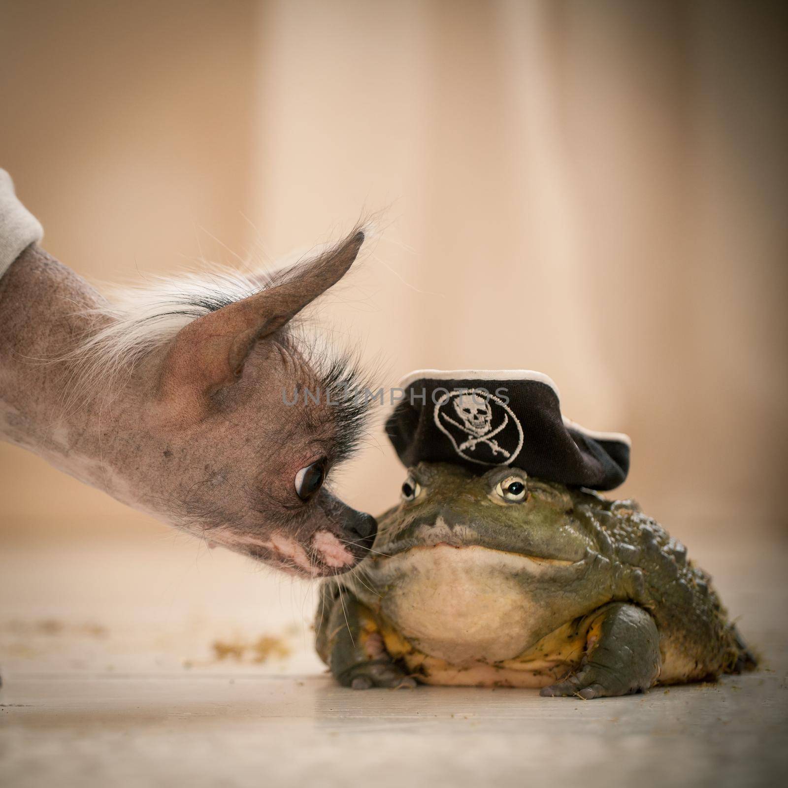 Peruvian hairless and chihuahua mix dog with african bullfrog in a pirate hat by RosaJay