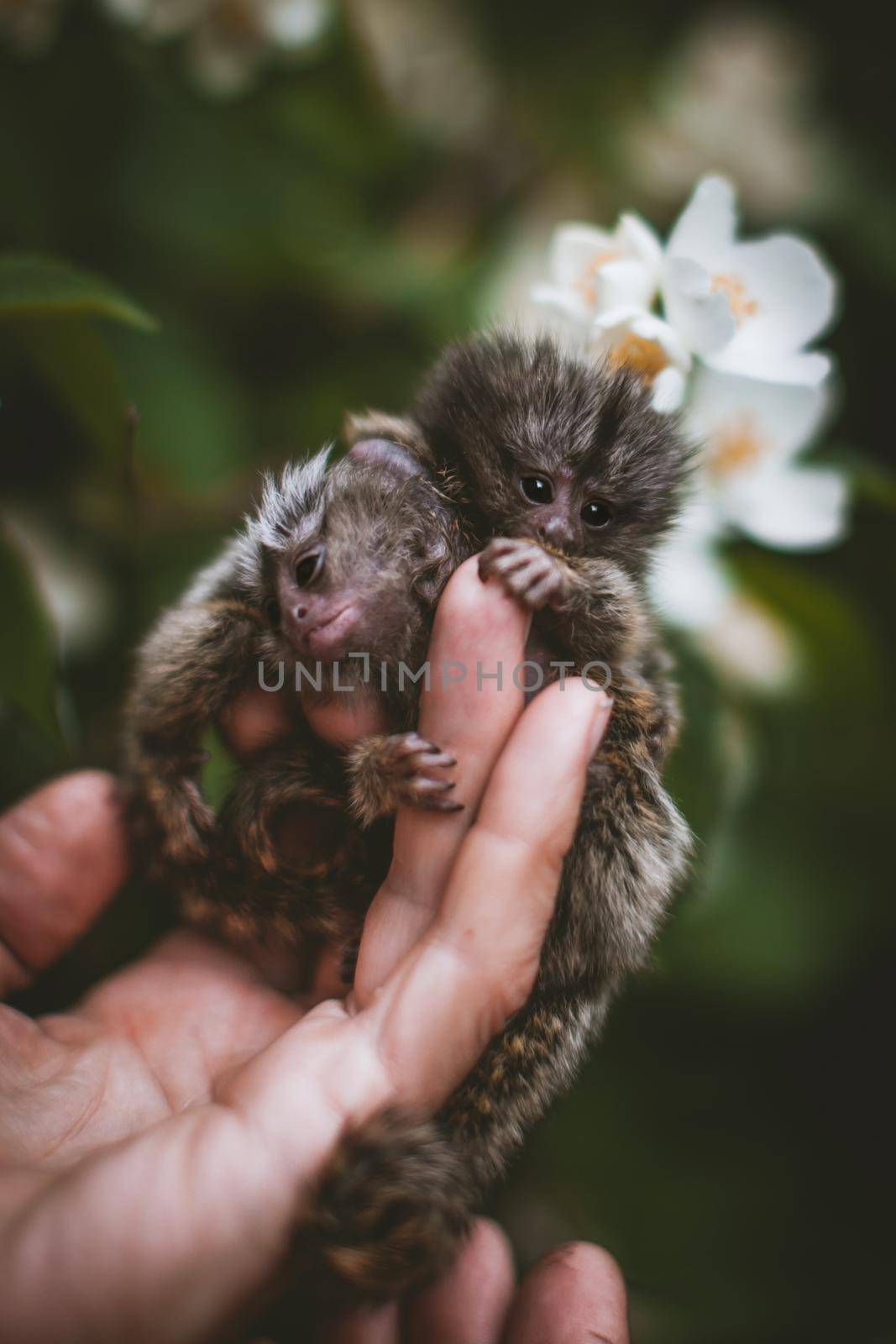 The new born common marmosets, Callithrix jacchus, on hand with philadelphus flower bush