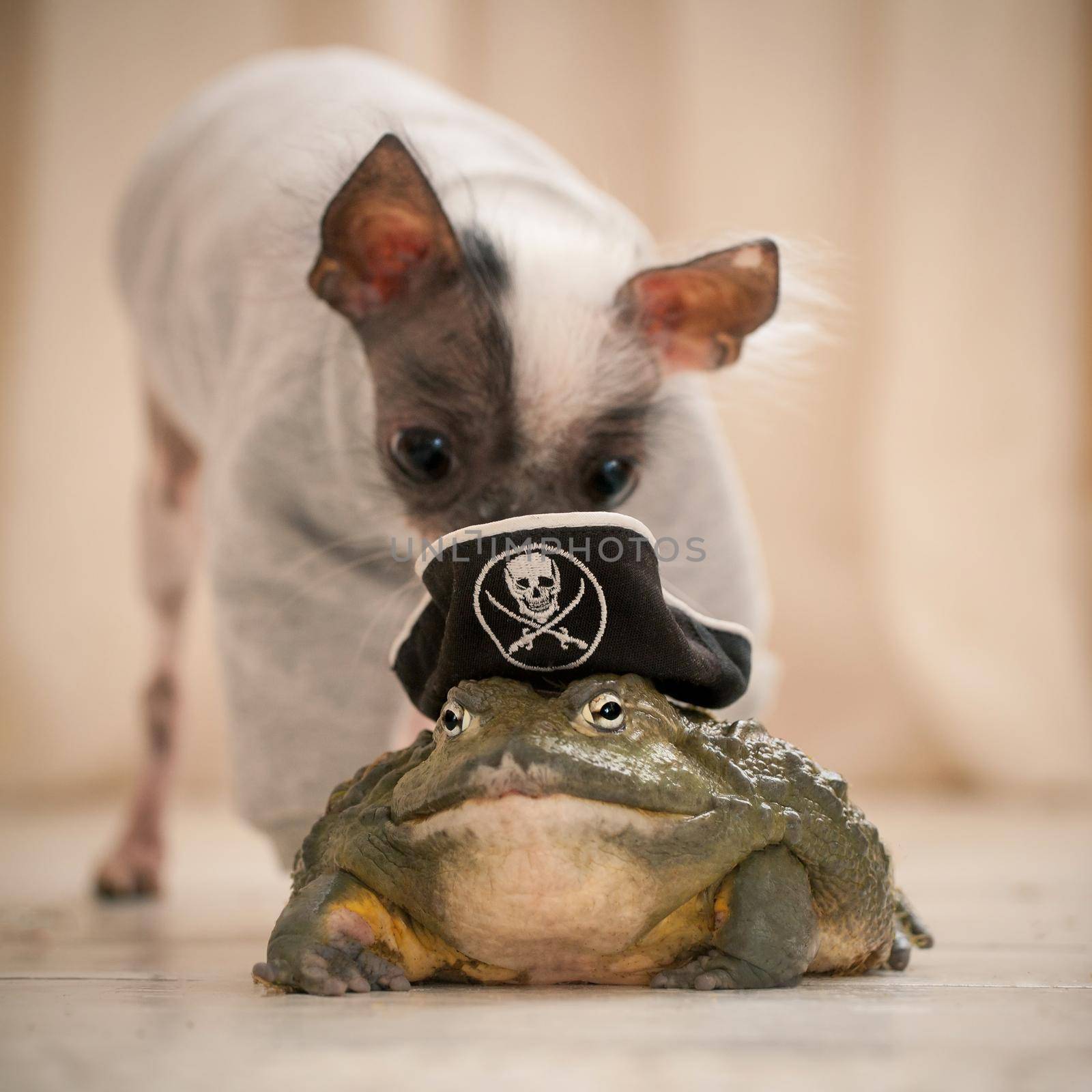 Peruvian hairless and chihuahua mix dog with african bullfrog in a pirate hat by RosaJay