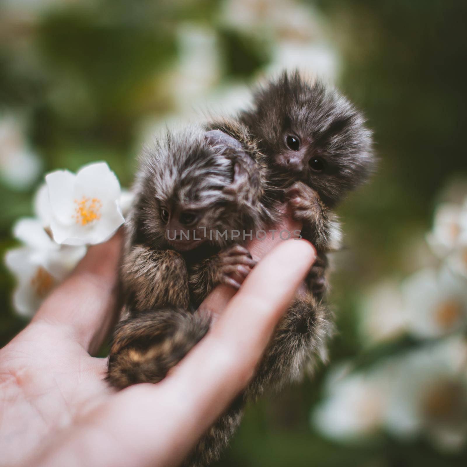 The new born common marmosets, Callithrix jacchus, on hand with philadelphus flower bush