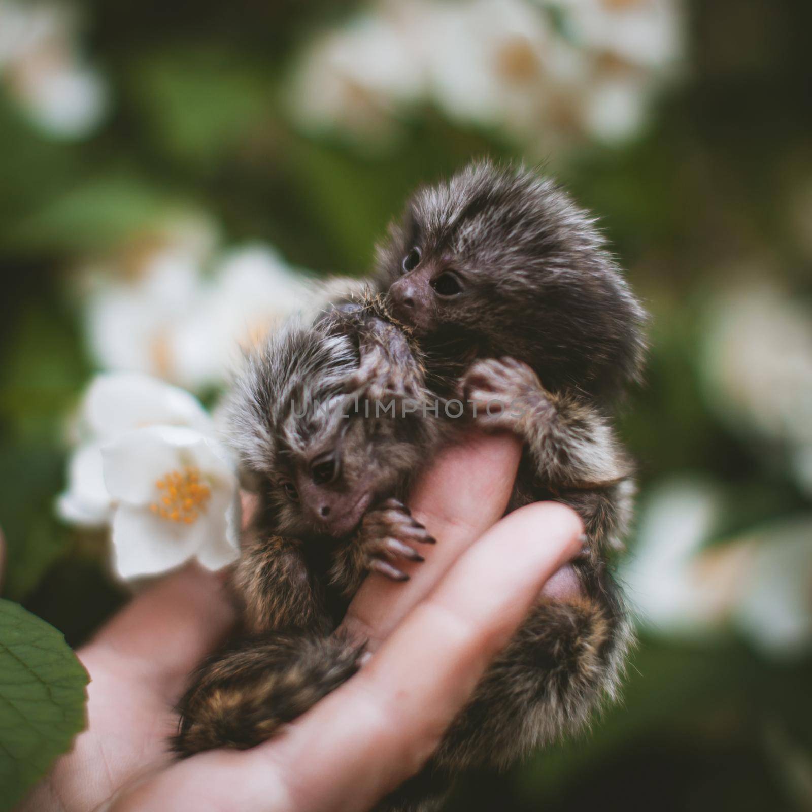 The new born common marmosets, Callithrix jacchus, on hand with philadelphus flower bush