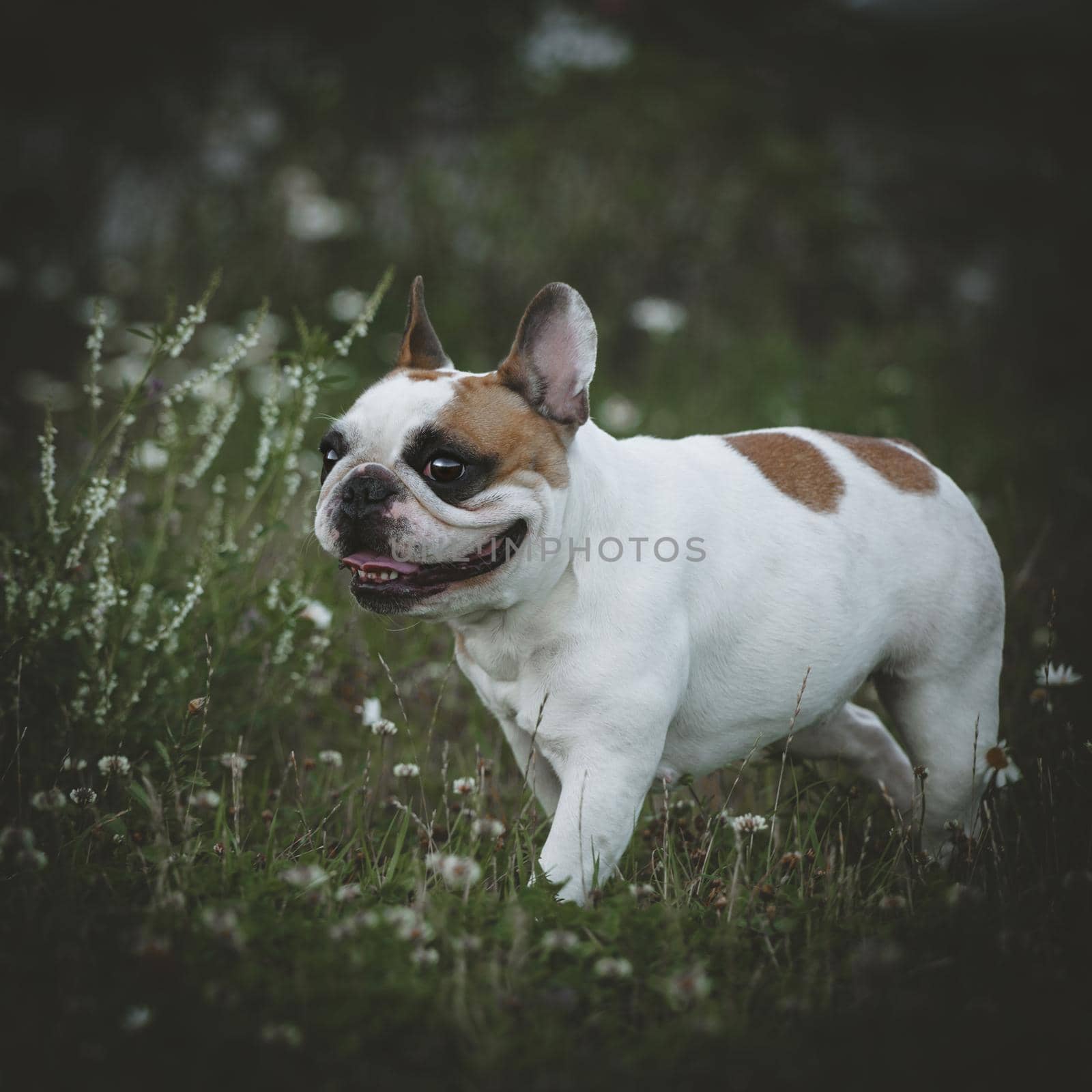 Spotted French bulldog sits in a meadow surrounded by white chamomile flowers by RosaJay