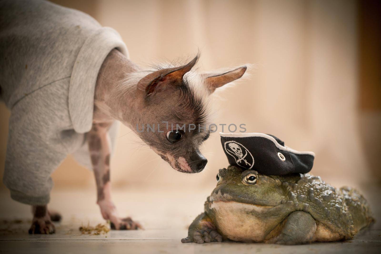 Peruvian hairless and chihuahua mix dog with african bullfrog in a pirate hat by RosaJay