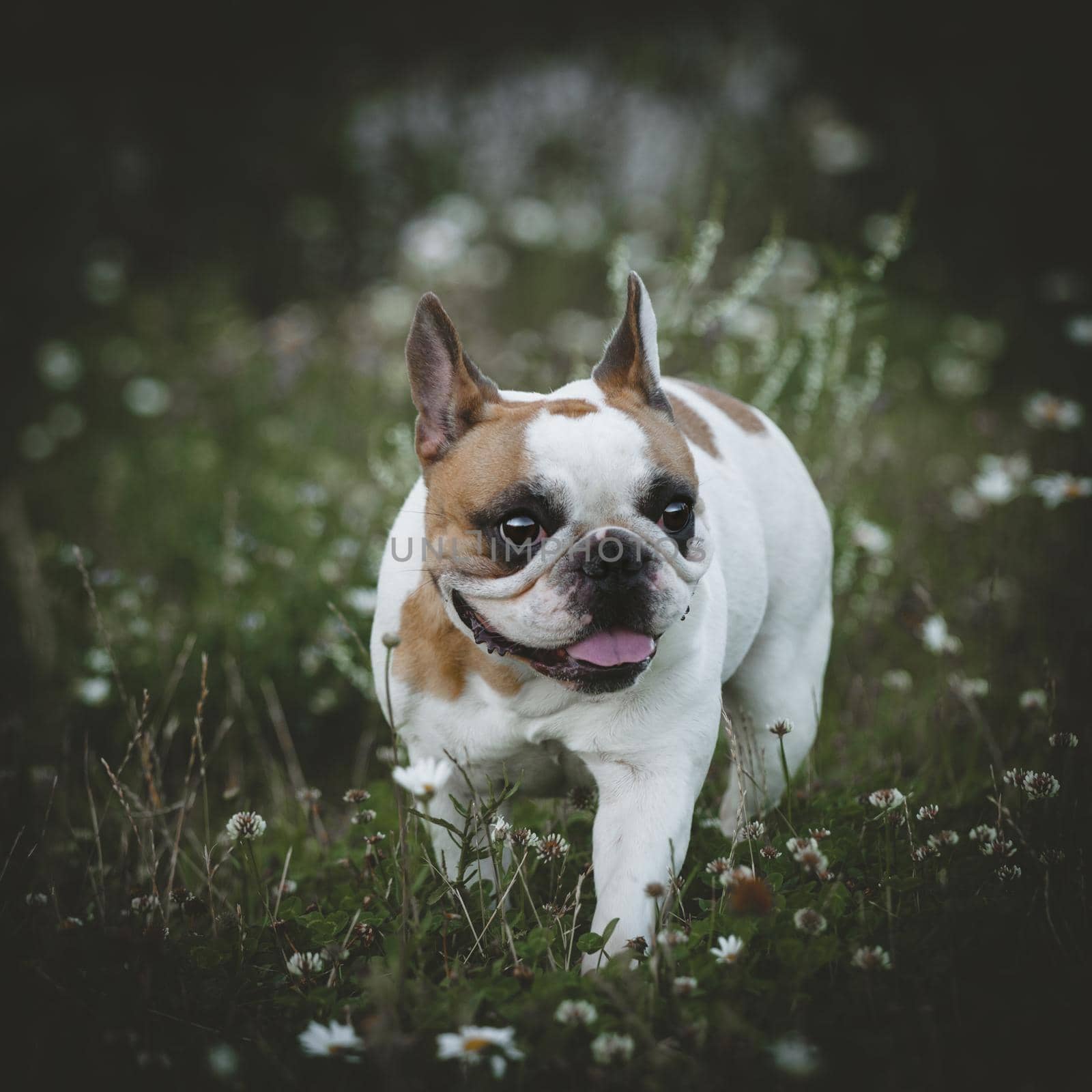 Spotted French bulldog sits in a meadow surrounded by white chamomile flowers by RosaJay