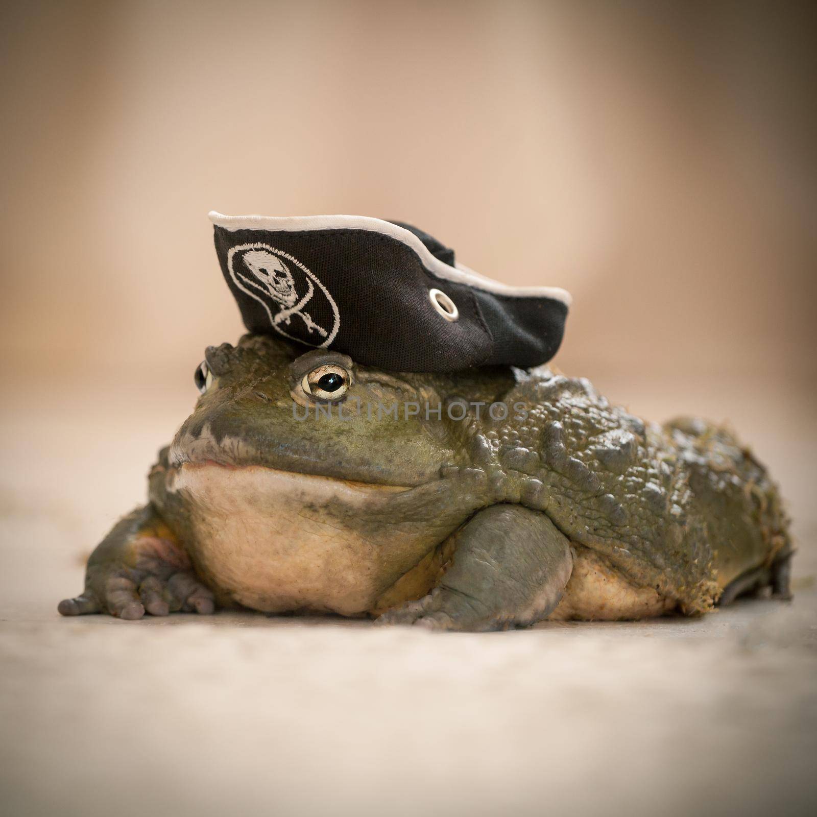 Amazing big African bullfrog, Pyxicephalus adspersus, in pirate hat