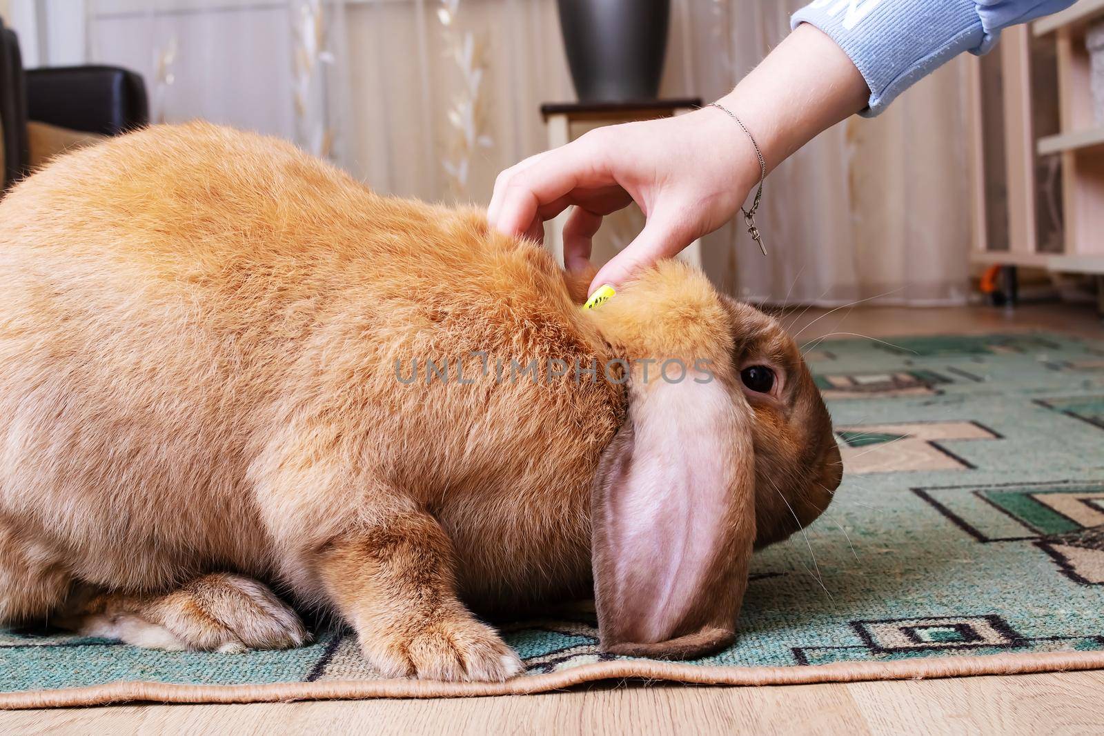 Hand strokes a large red rabbit close up