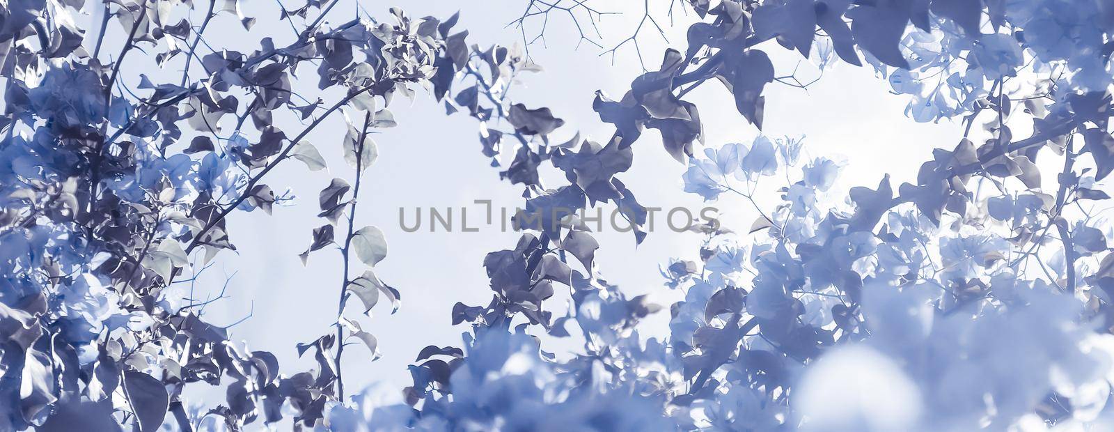 Flower background, spring nature and botanical beauty concept - Blue floral composition