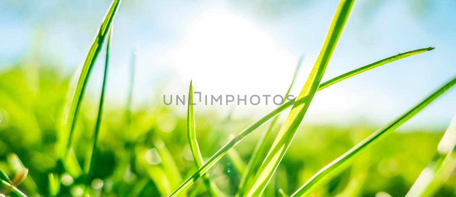 Earth landscape, growth and natural environment concept - Fresh grass and sunny blue sky on a green field at sunrise, nature of countryside