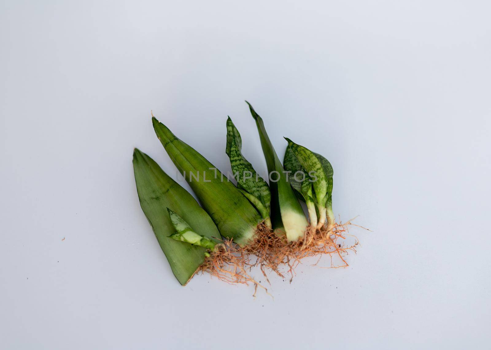 Sanseviera plants with pups and roots on isolated white background and selective focus by Bilalphotos