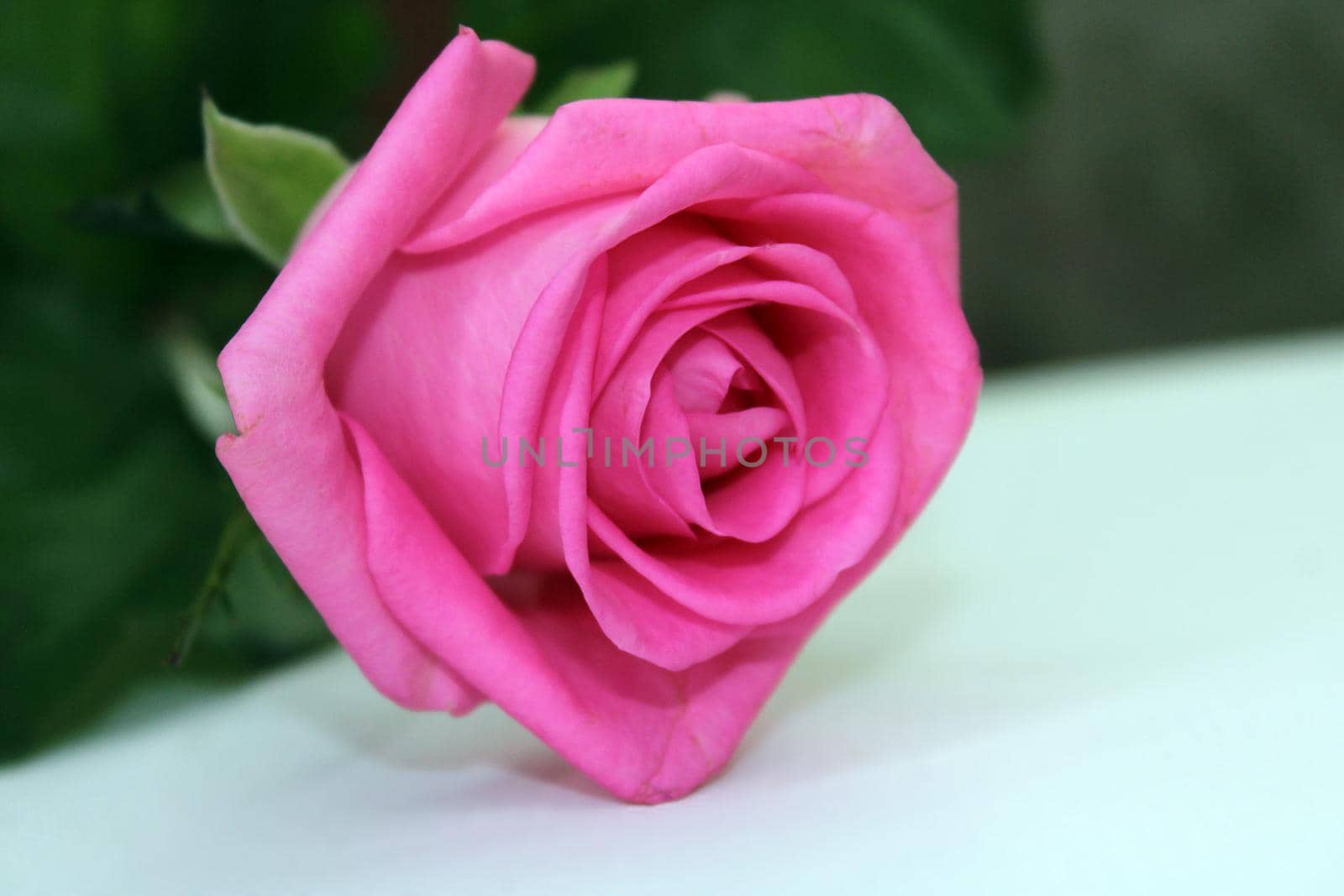 Pale pink rose close-up on a white table against a background of blurred green foliage.