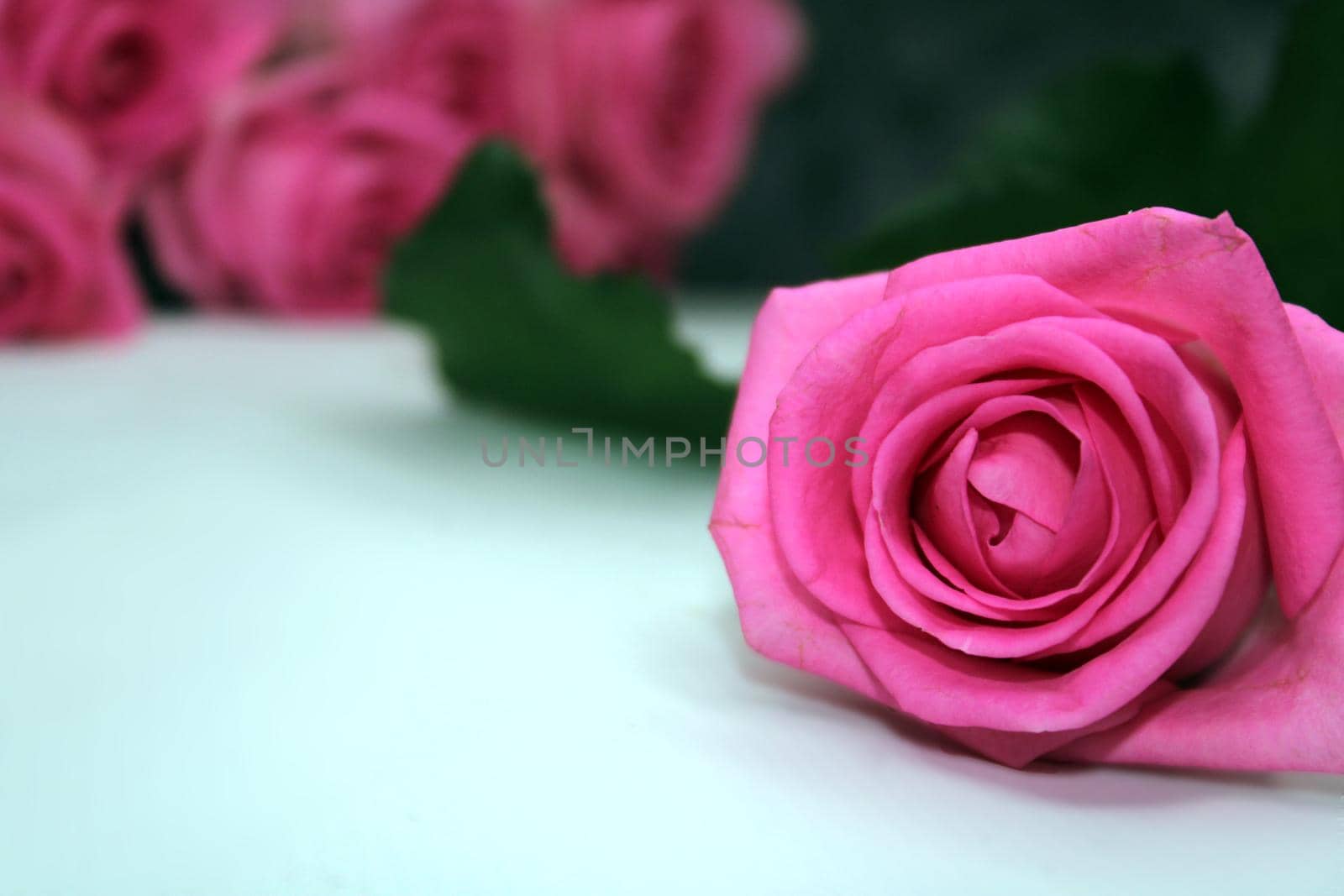 Pale pink rose close-up on a white table. Blurred bouquet of roses in the background.