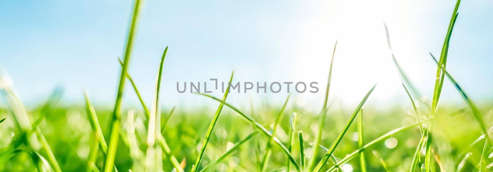 Earth landscape, growth and natural environment concept - Fresh grass and sunny blue sky on a green field at sunrise, nature of countryside