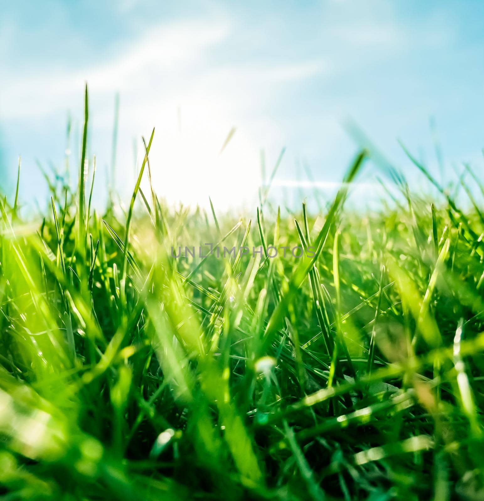 Earth landscape, growth and natural environment concept - Fresh grass and sunny blue sky on a green field at sunrise, nature of countryside