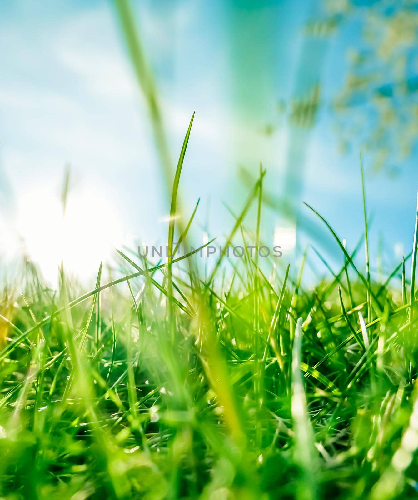 Earth landscape, growth and natural environment concept - Fresh grass and sunny blue sky on a green field at sunrise, nature of countryside