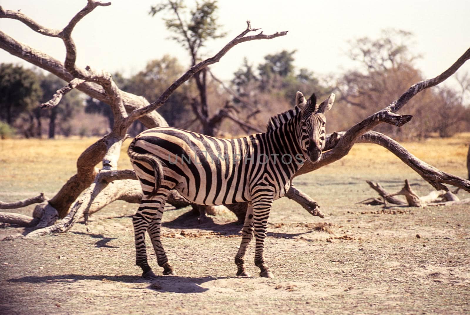 Plains Zebra (Equus burchellii), Moremi Wildlife Reserve, Botswana, Africa