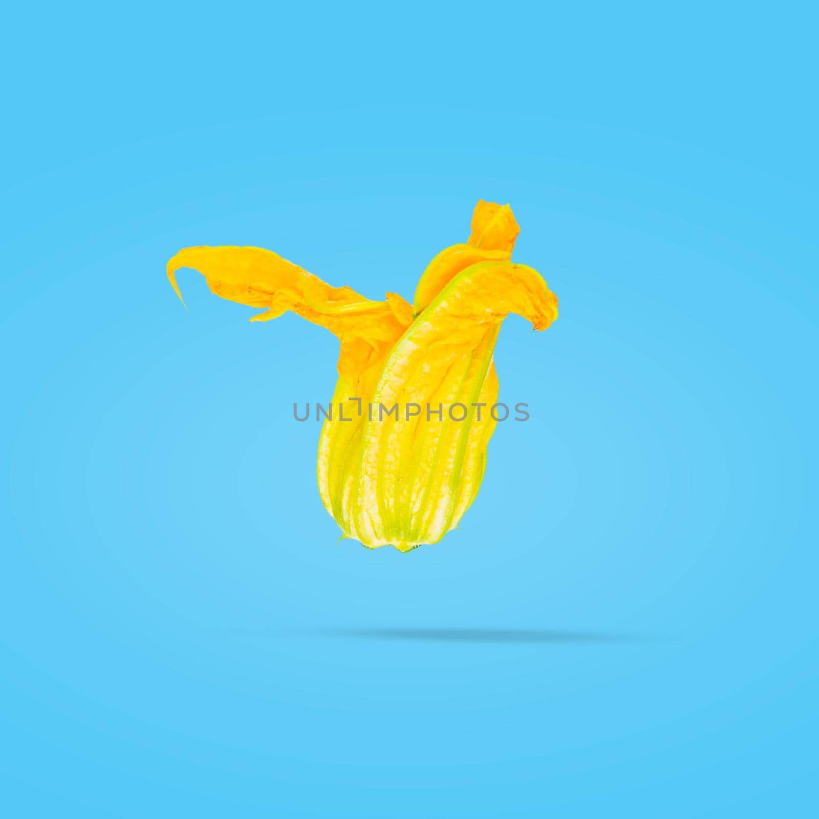 Isolated vegetables. Zucchini flowers for advertisement. Packaging concept. Full depth of field. Clip art image for package design.