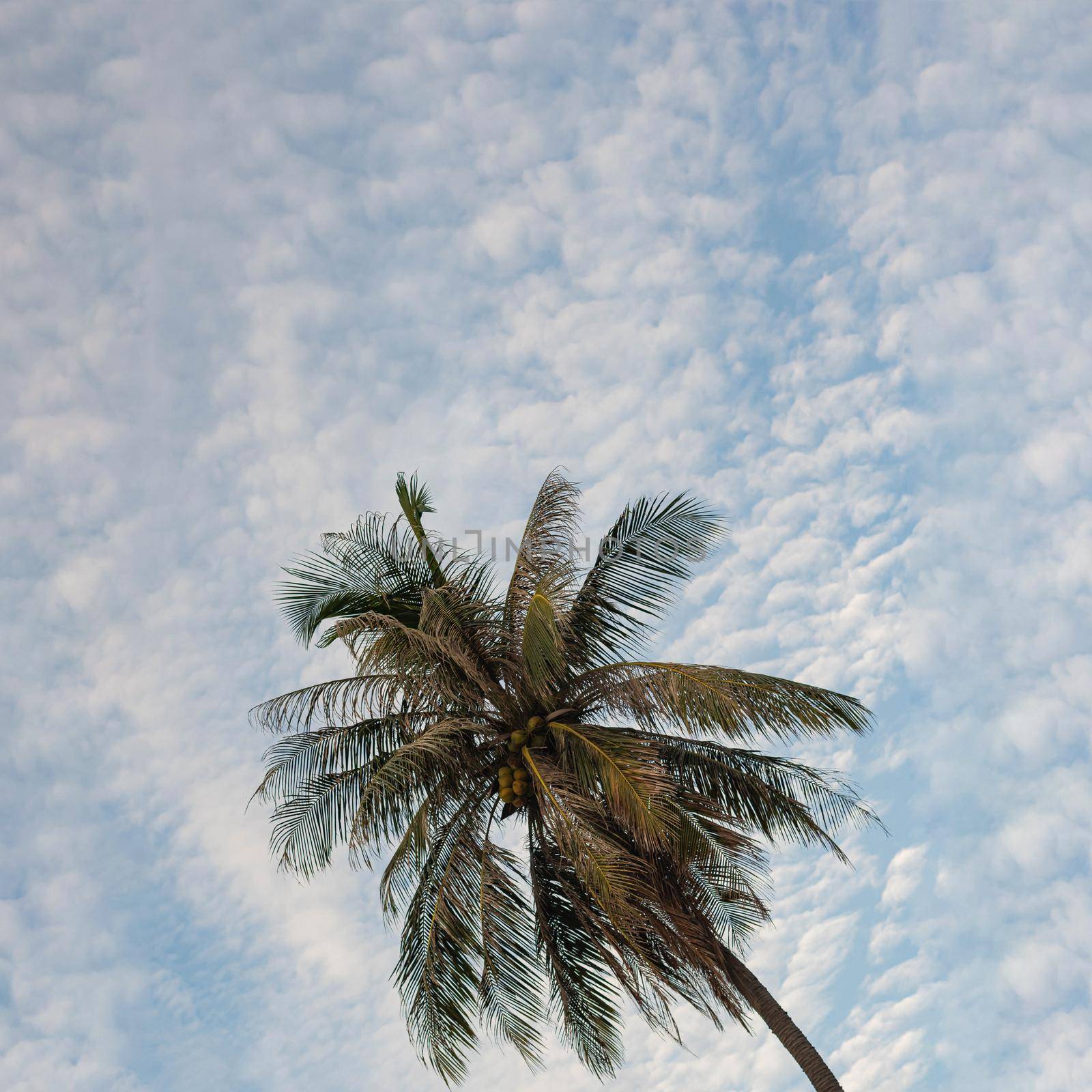 BANNER Atmosphere panorama white cloud sky alone tropical palm background summer tenderness freedom.
