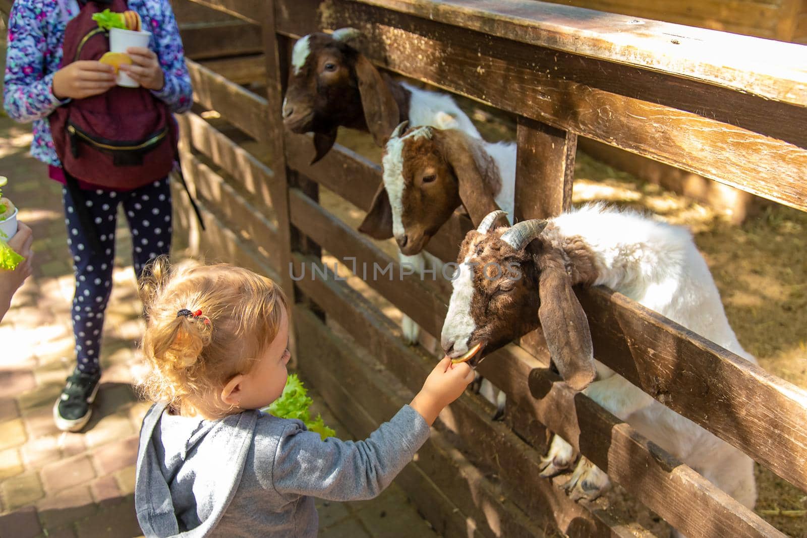 A child feeds a goat on a farm. Selective focus. by yanadjana