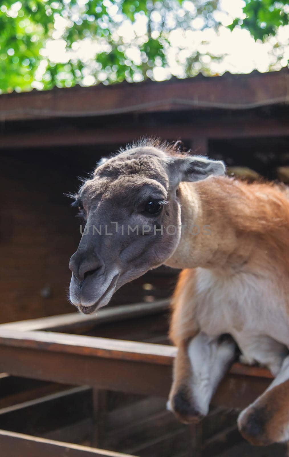 Big llama in the zoo. Selective focus. animal.