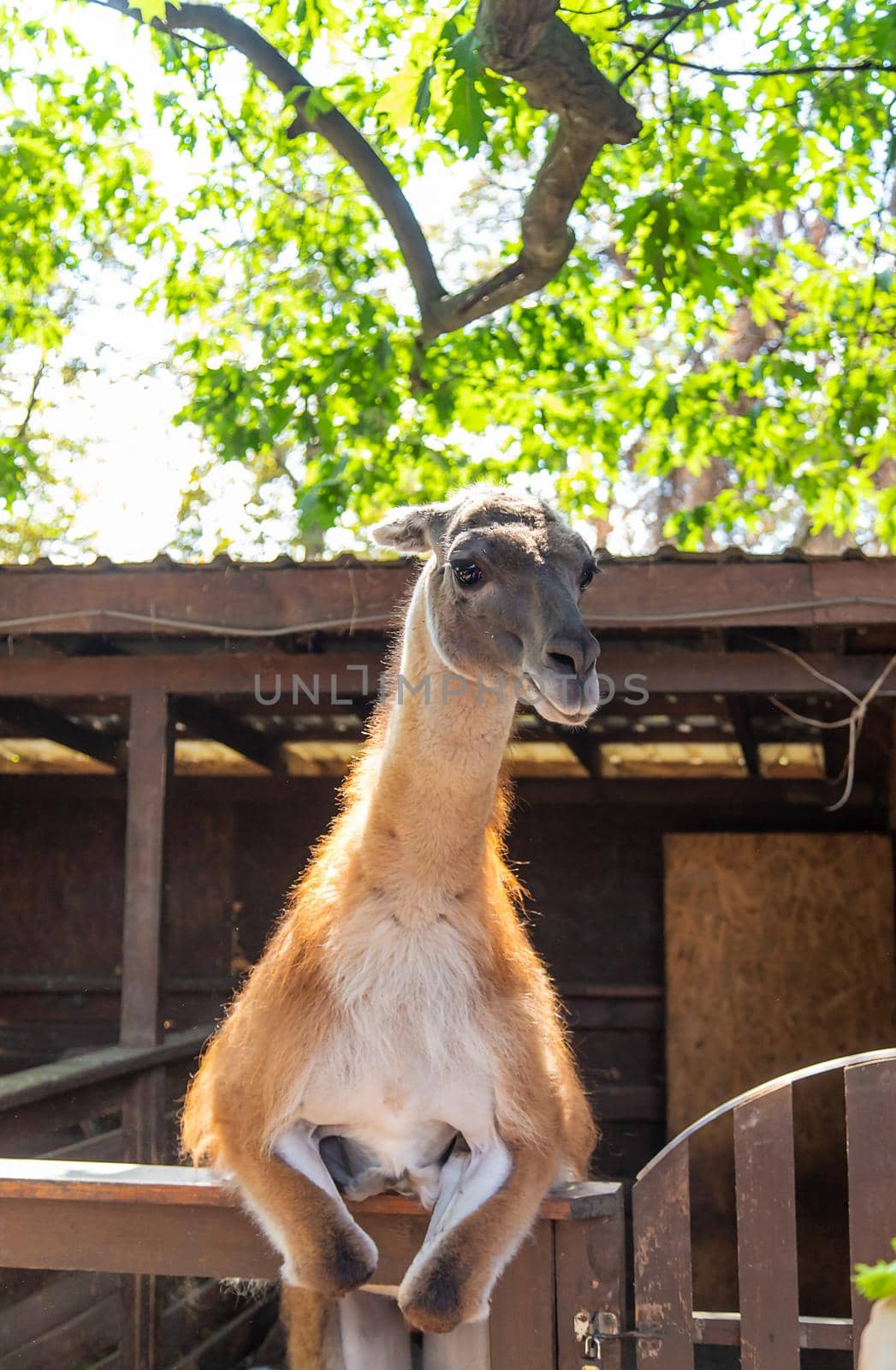 Big llama in the zoo. Selective focus. animal.