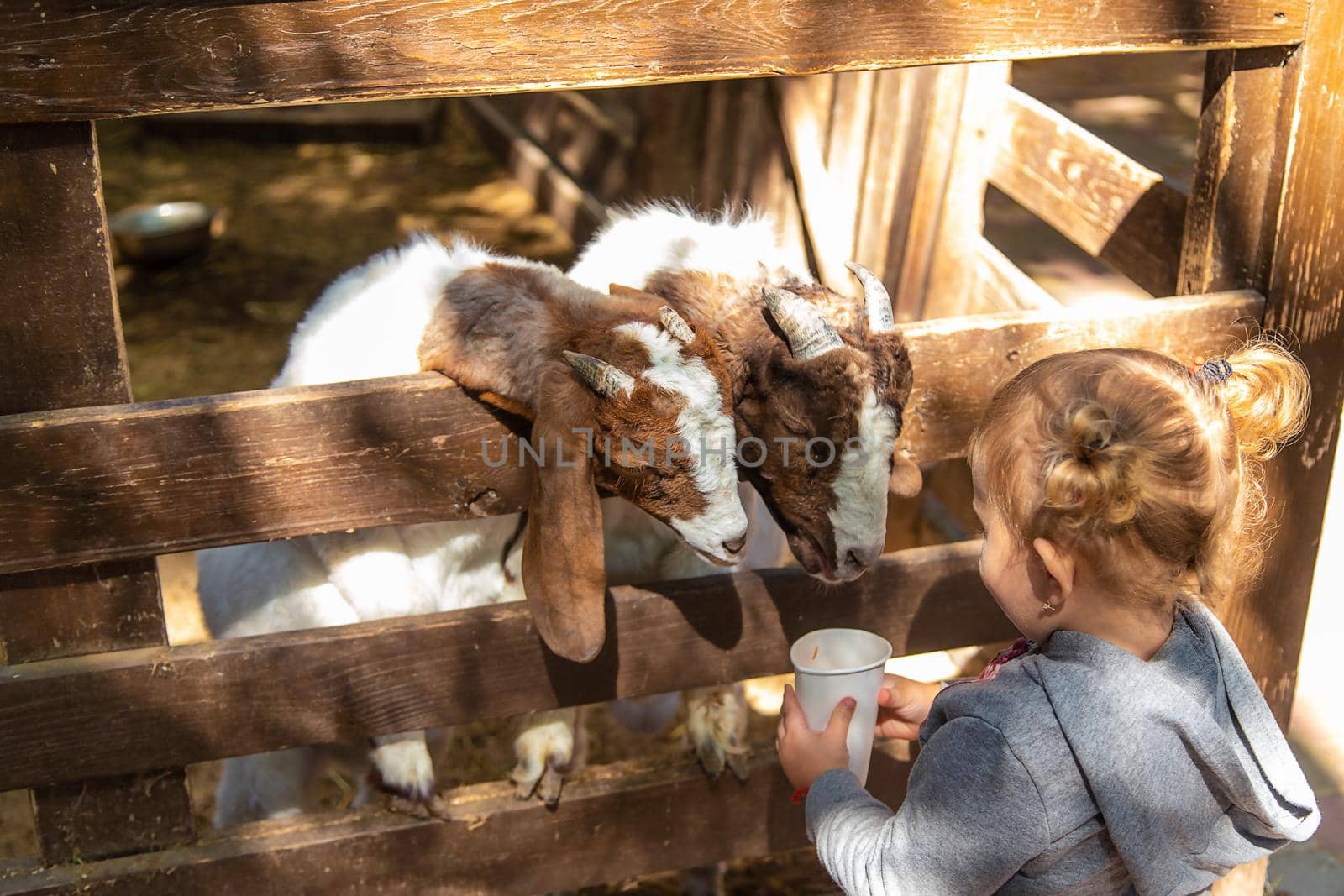 A child feeds a goat on a farm. Selective focus. by yanadjana