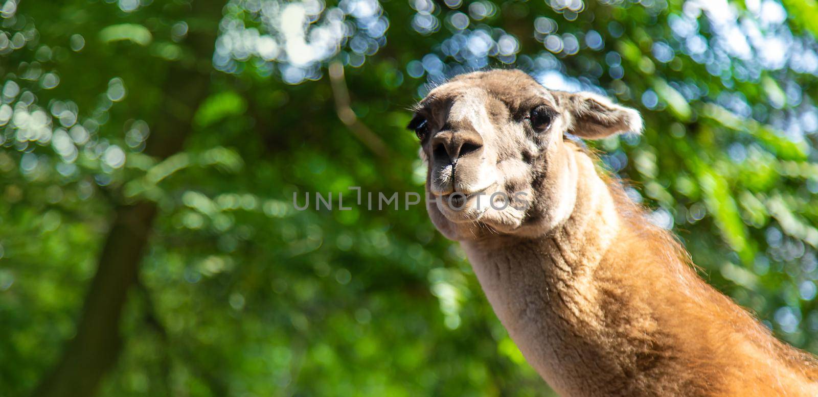 Big llama in the zoo. Selective focus. animal.