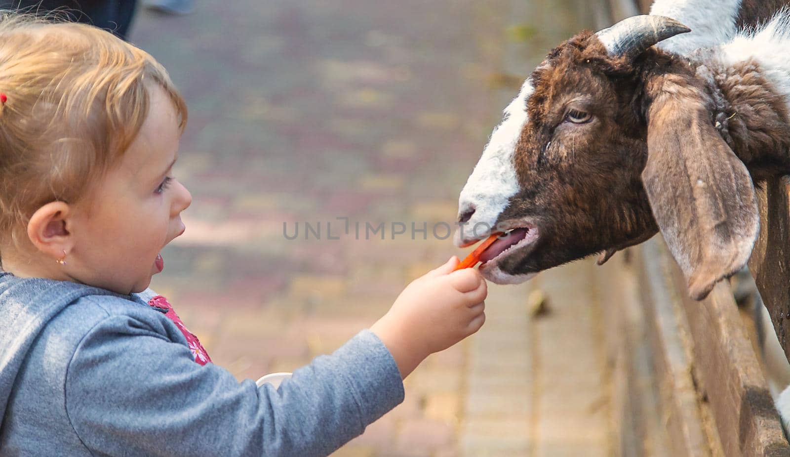 A child feeds a goat on a farm. Selective focus. Kid.