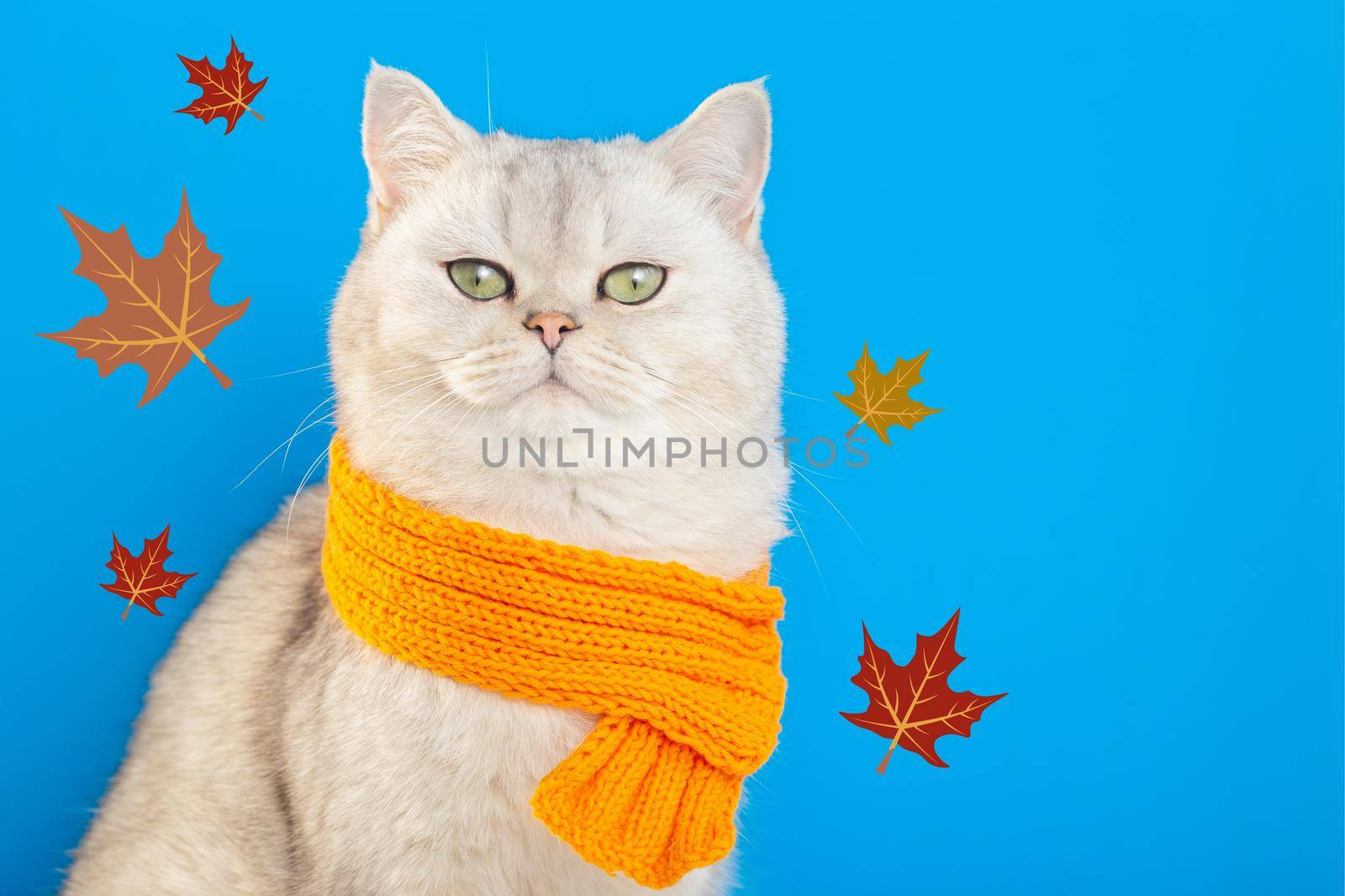 A charming white cat sitting in an orange knitted scarf on a blue background with maple autumn leaves. Copy space