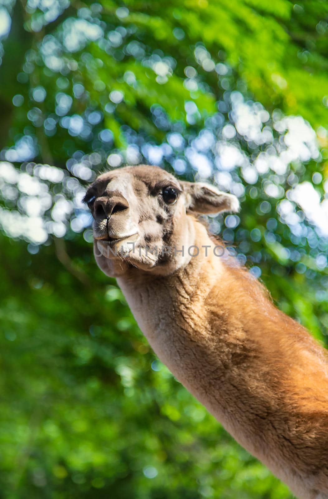 Big llama in the zoo. Selective focus. animal.