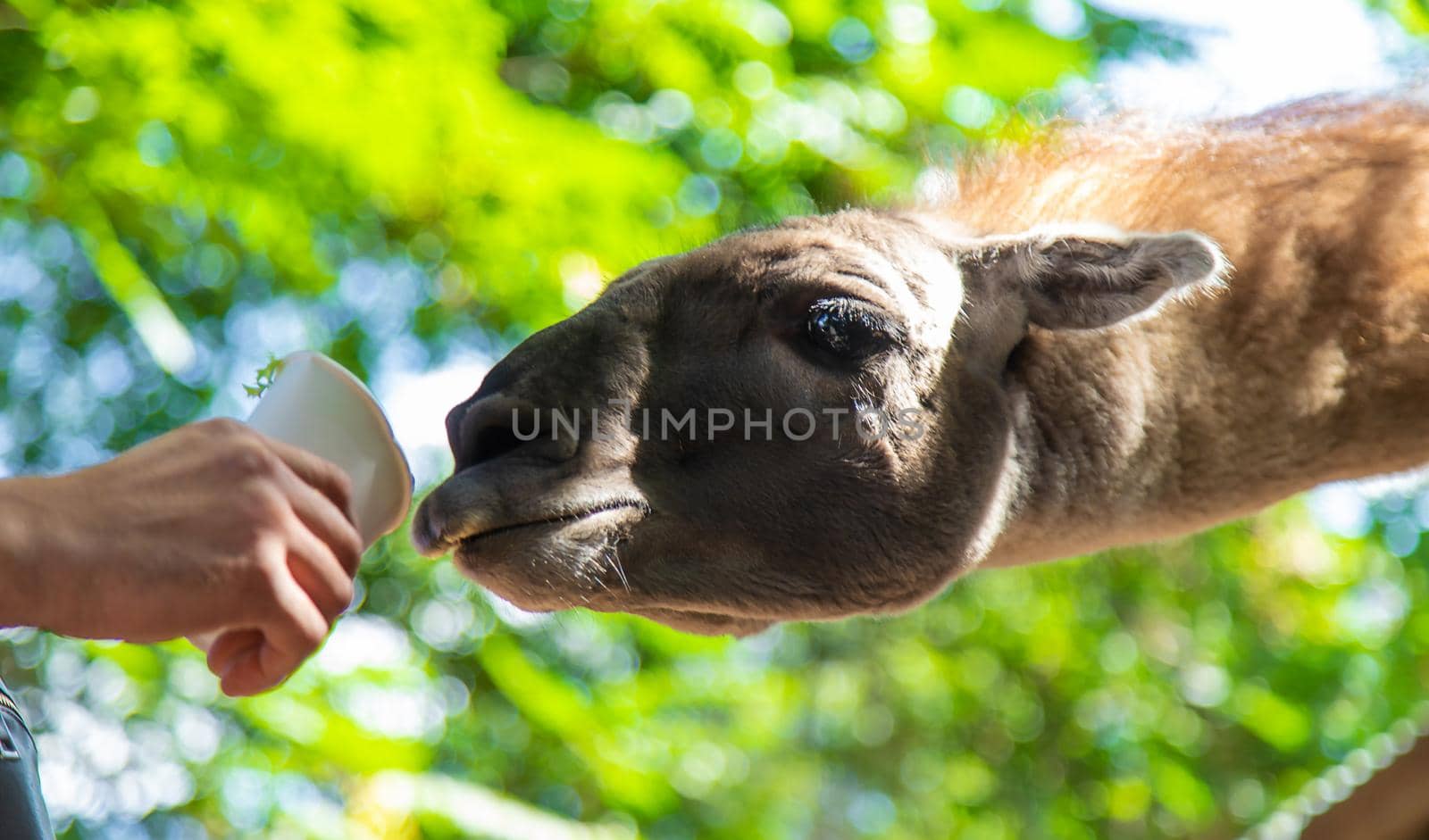 Big llama in the zoo. Selective focus. animal.