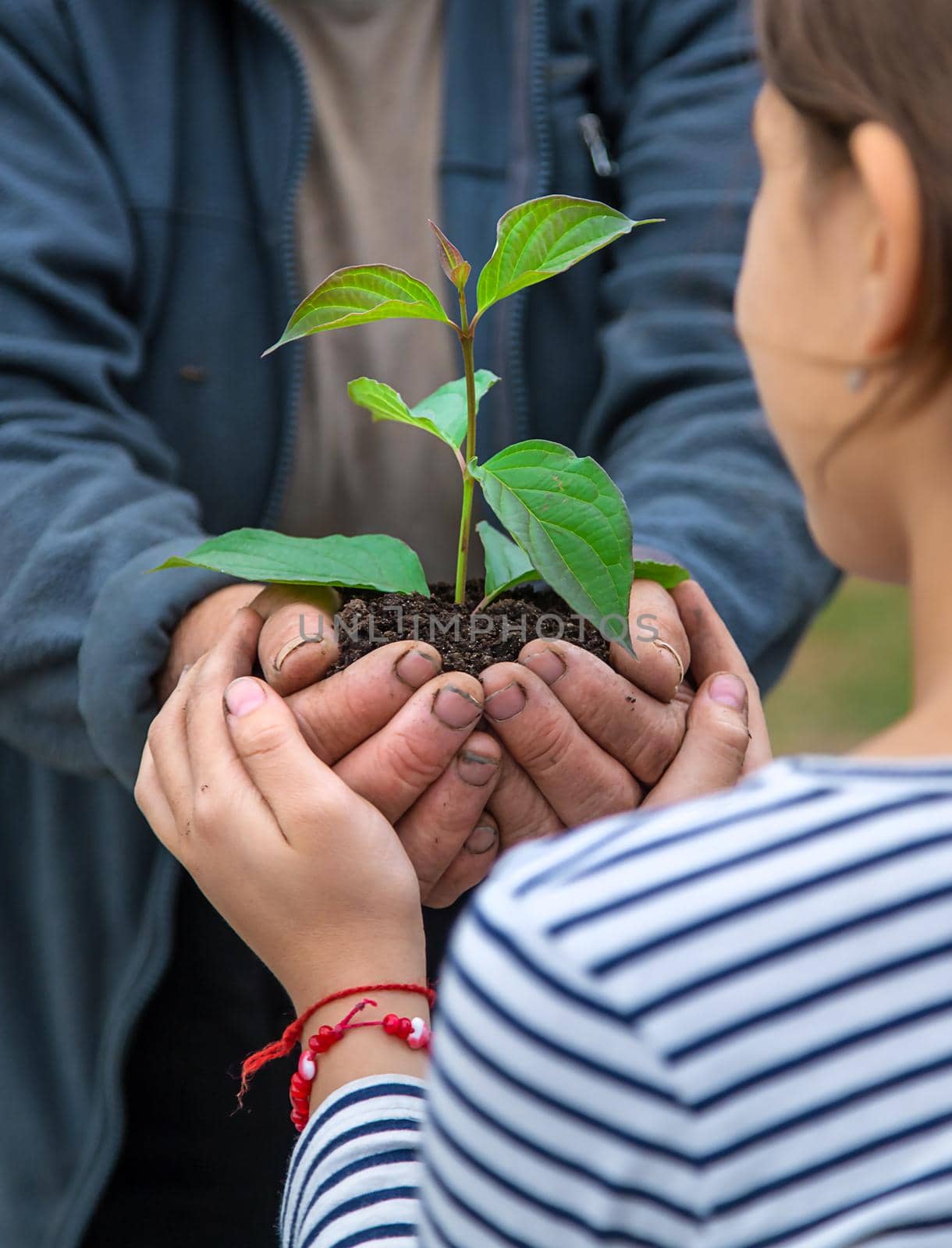 The child and grandmother are planting a tree. Selective focus. by yanadjana